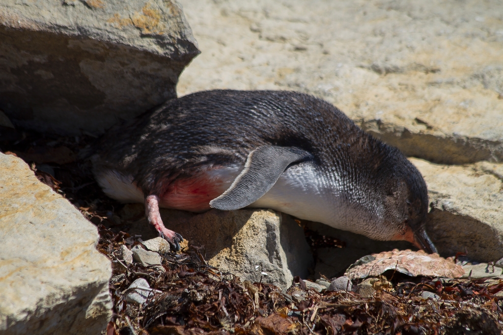 10 - Maria Island NP (16).jpg